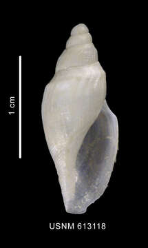 Image of Antarctospira badenpowelli (Dell 1990)