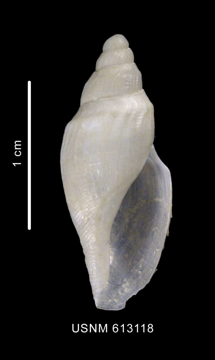 Image of Antarctospira badenpowelli (Dell 1990)