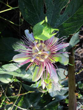 Image of Maypop