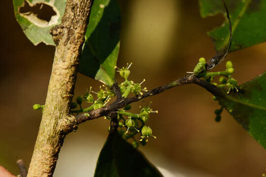 Image of Agonandra excelsa Griseb.