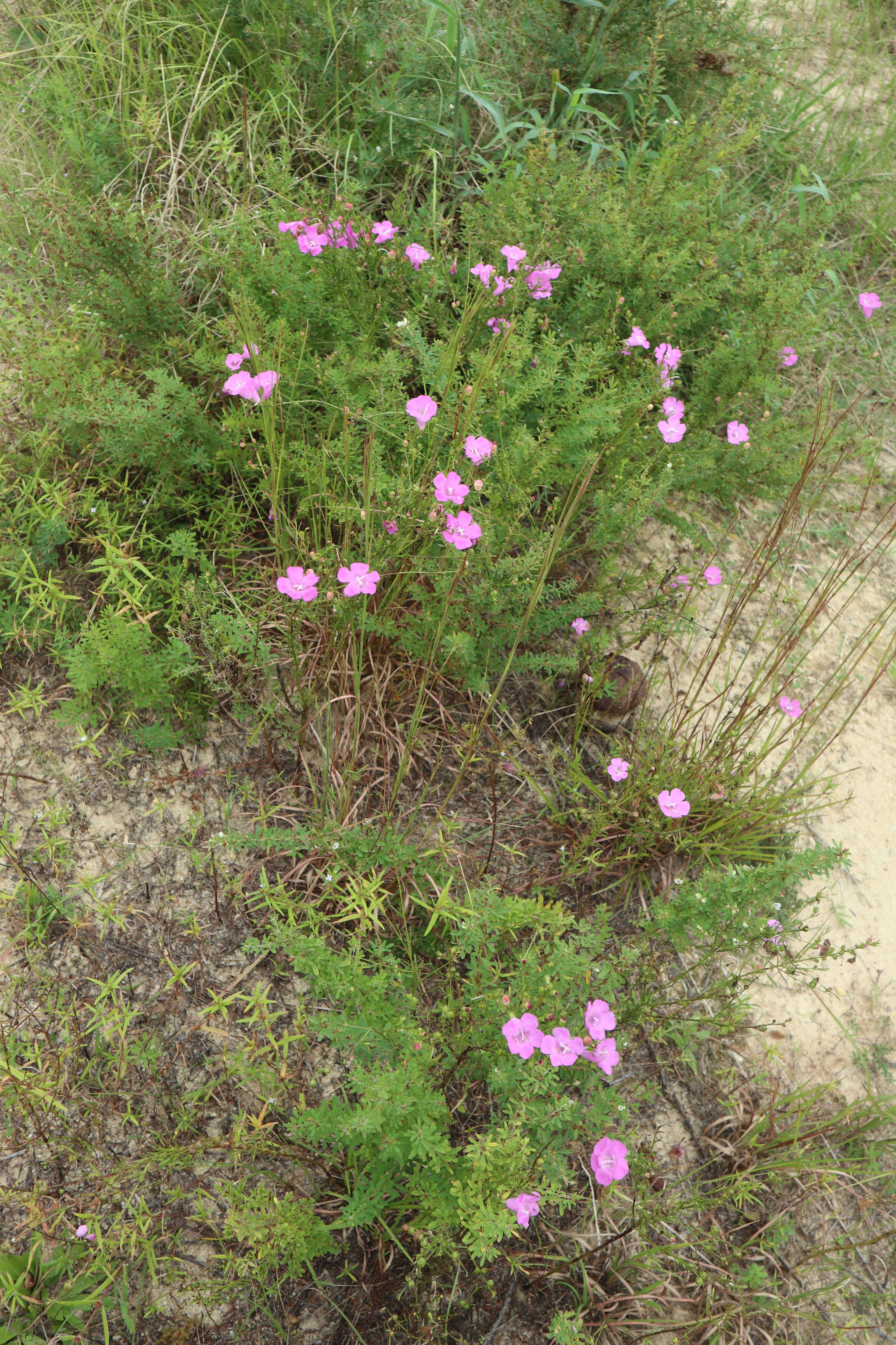 Image of Beach False Foxglove