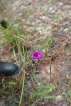 صورة Vernonia acaulis (Walt.) Gleason