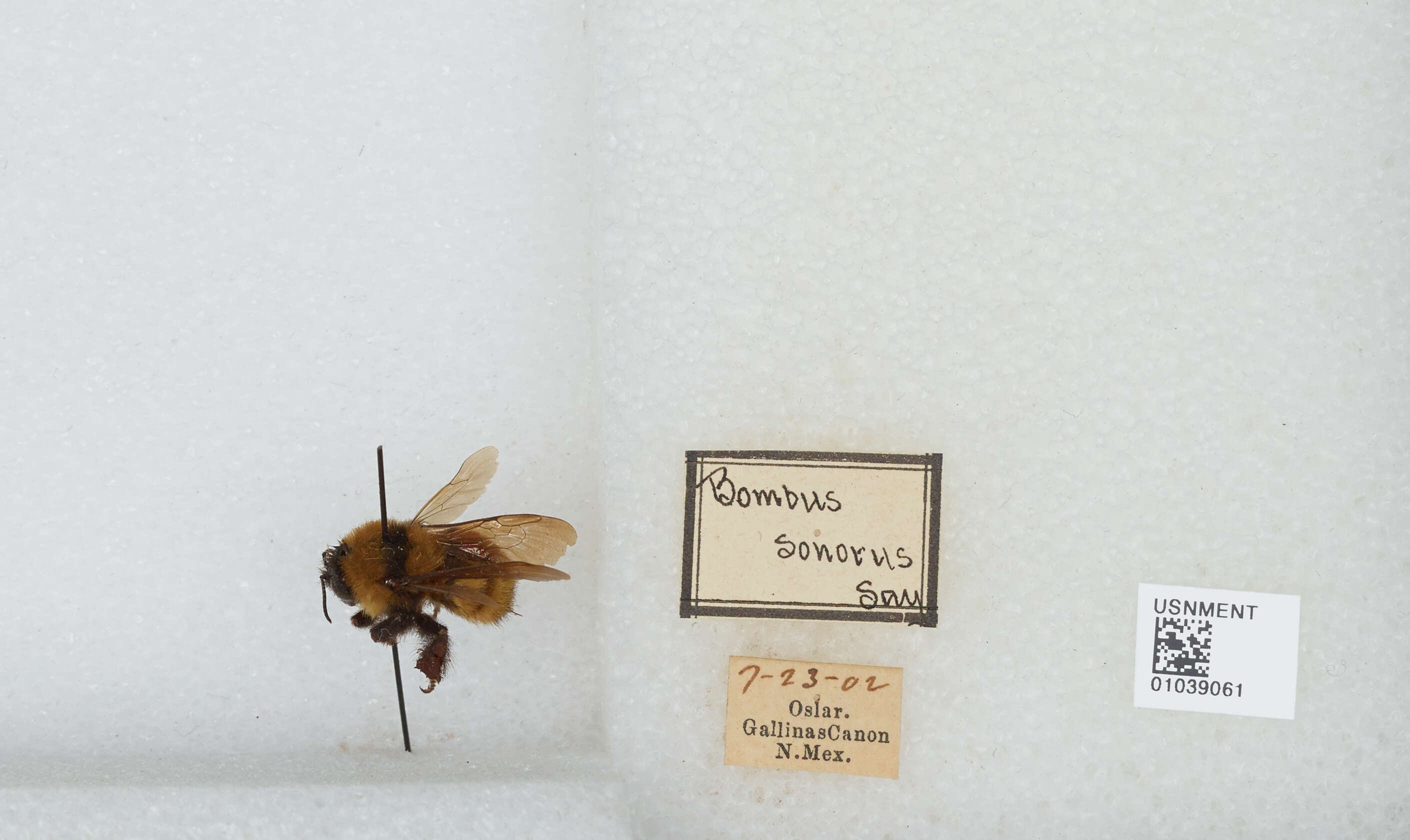 Image of Sonoran Bumble Bee