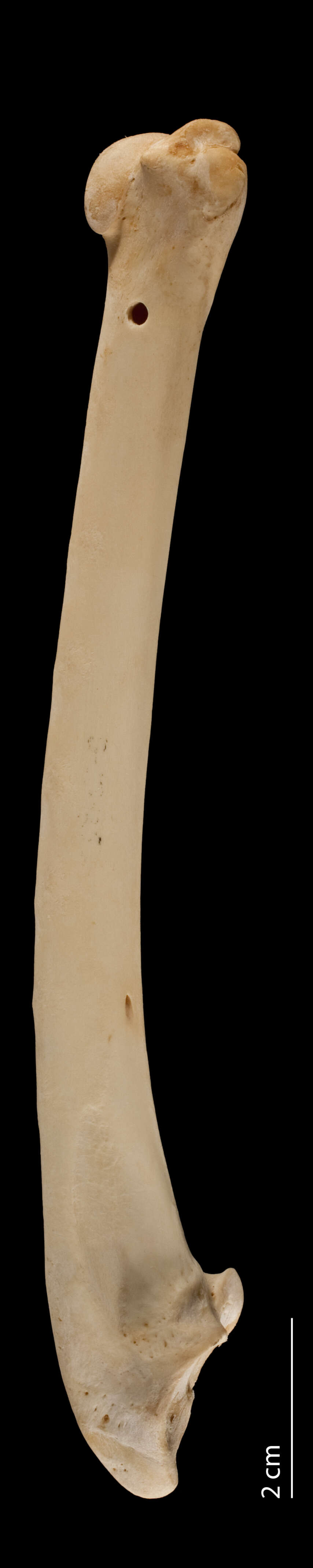 Image of Meleagris gallopavo silvestris Vieillot 1817