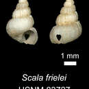 Image of Scala frielei Dall