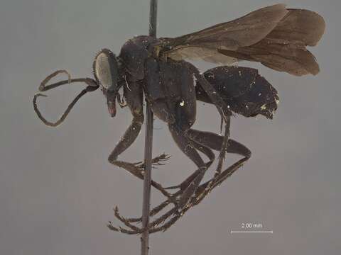Image of Pompilus jacintoensis Evans 1948