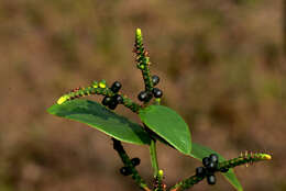 Image of Oryctanthus cordifolius (Presl) Urban