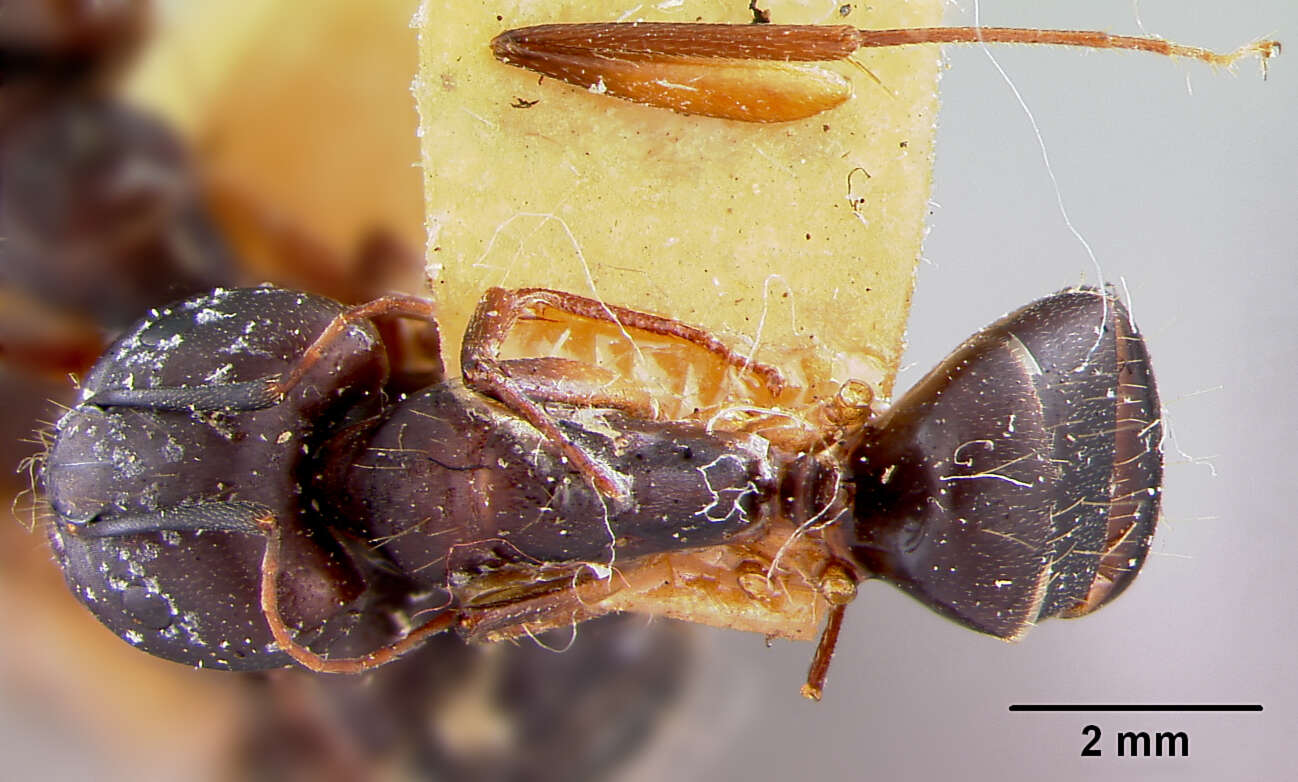 Plancia ëd Camponotus maculatus (Fabricius 1782)