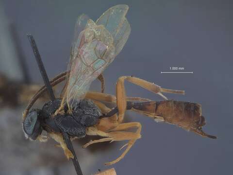 Image of Hyposoter noctuae (Ashmead 1890)