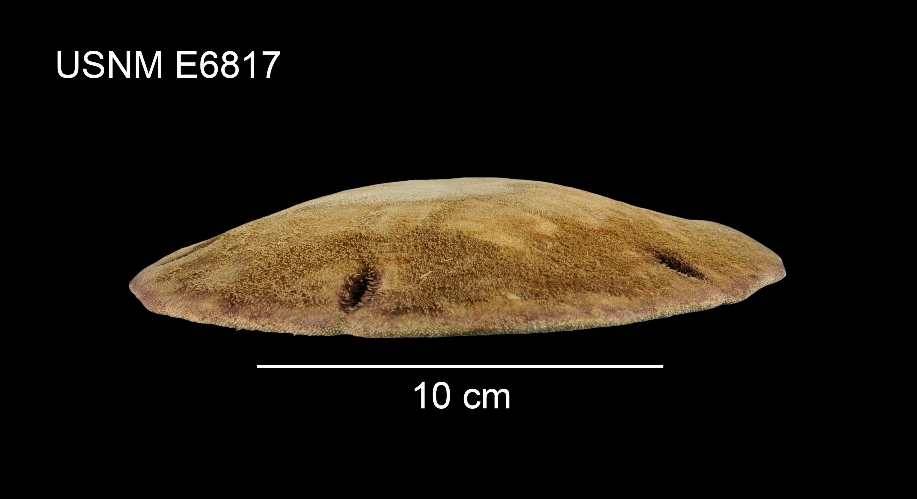 Image of Encope micropora L. Agassiz 1841