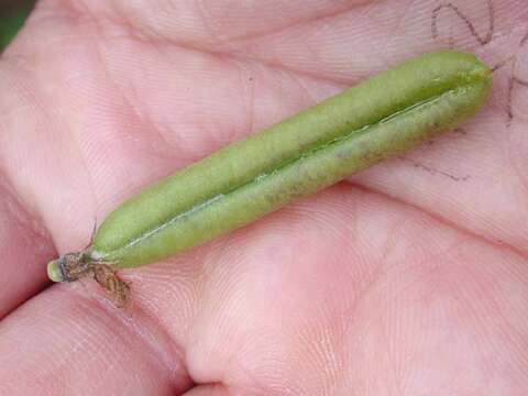 Image of Crotalaria perrottetii DC.