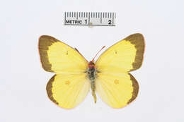 Image of Pink-edged sulphur