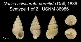 Sivun Nassarius pernitidus (Dall 1889) kuva