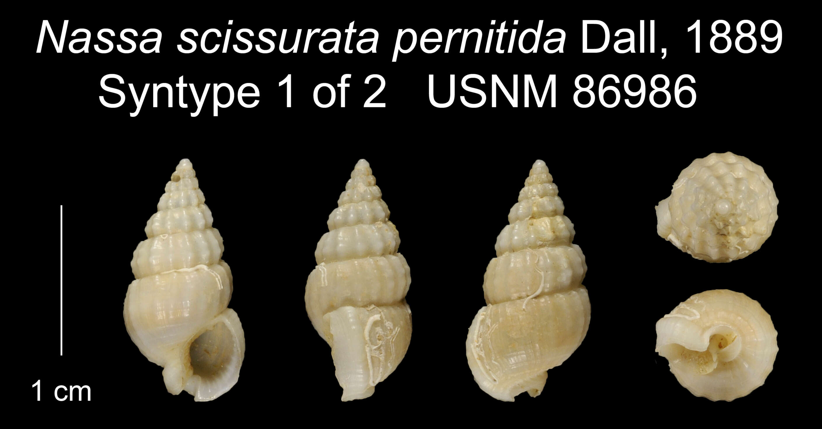 Image of Nassarius pernitidus (Dall 1889)