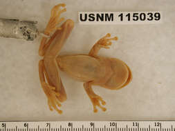 صورة Ptychohyla euthysanota (Kellogg 1928)