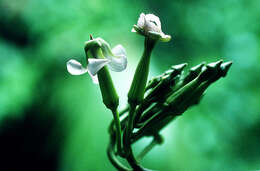 Image of Laubertia boissieri A. DC.