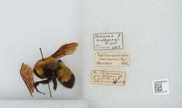 Image of Bombus melanurus Lepeletier 1836