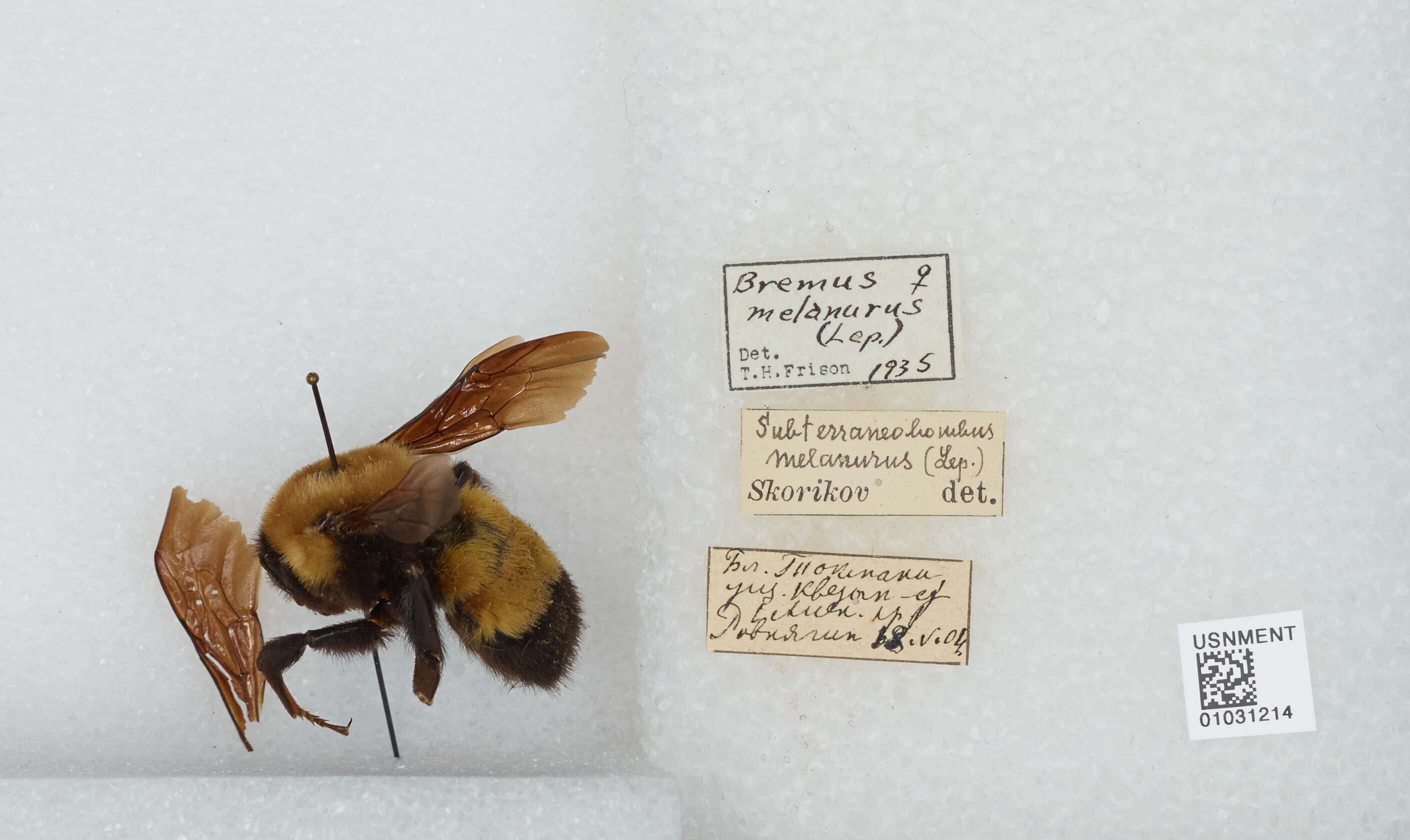 Image of Bombus melanurus Lepeletier 1836