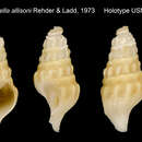 Image of Pleurotomella allisoni Rehder & Ladd 1973