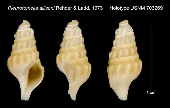 Image of Pleurotomella allisoni Rehder & Ladd 1973