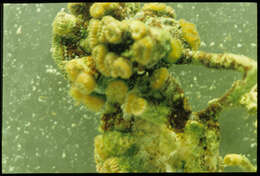 Image of Golfball Coral