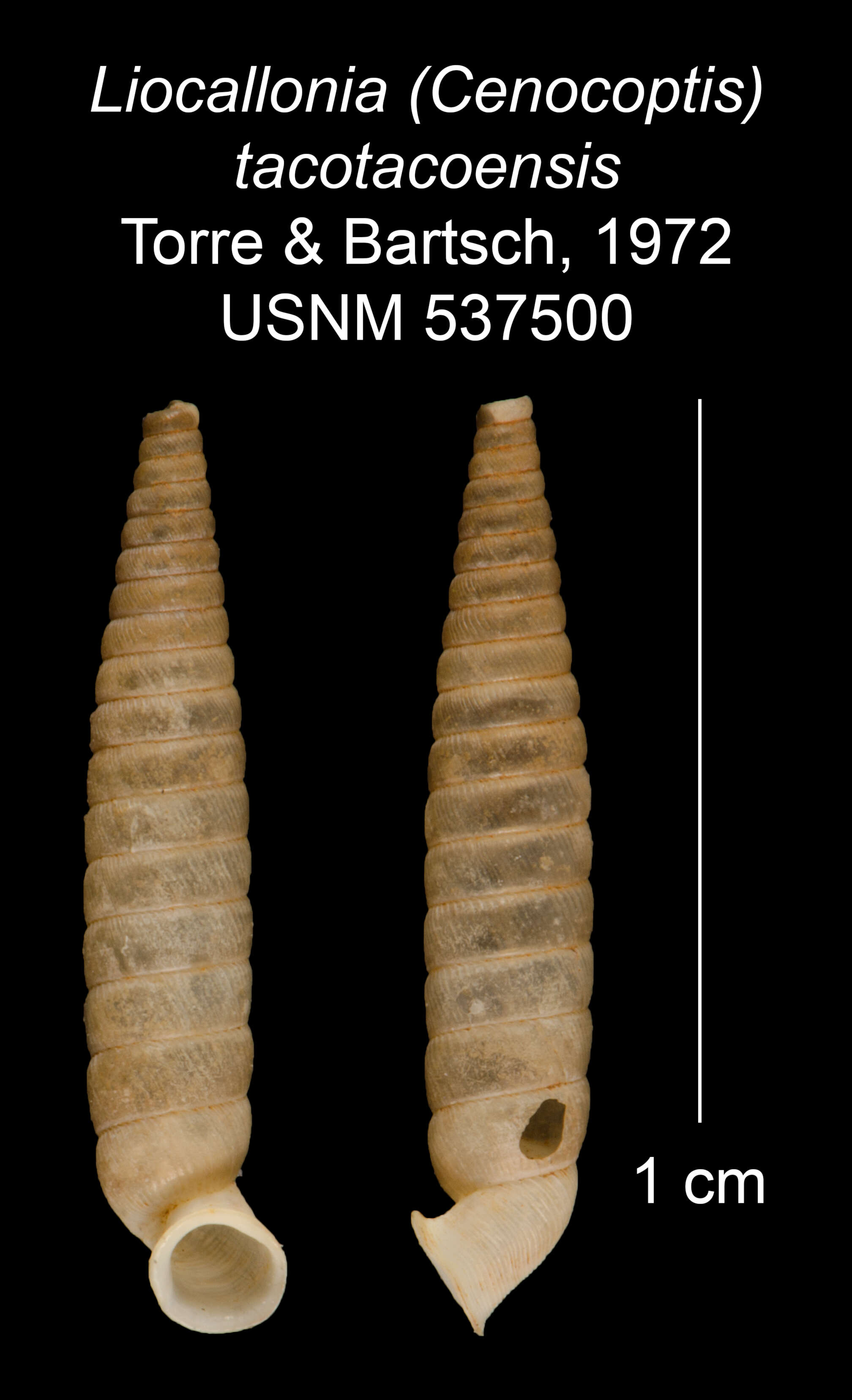 Imagem de Liocallonia tacotacoensis C. Torre & Bartsch 1972