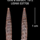 Imagem de Tomelasmus irroratus maceoi C. Torre & Bartsch 1972