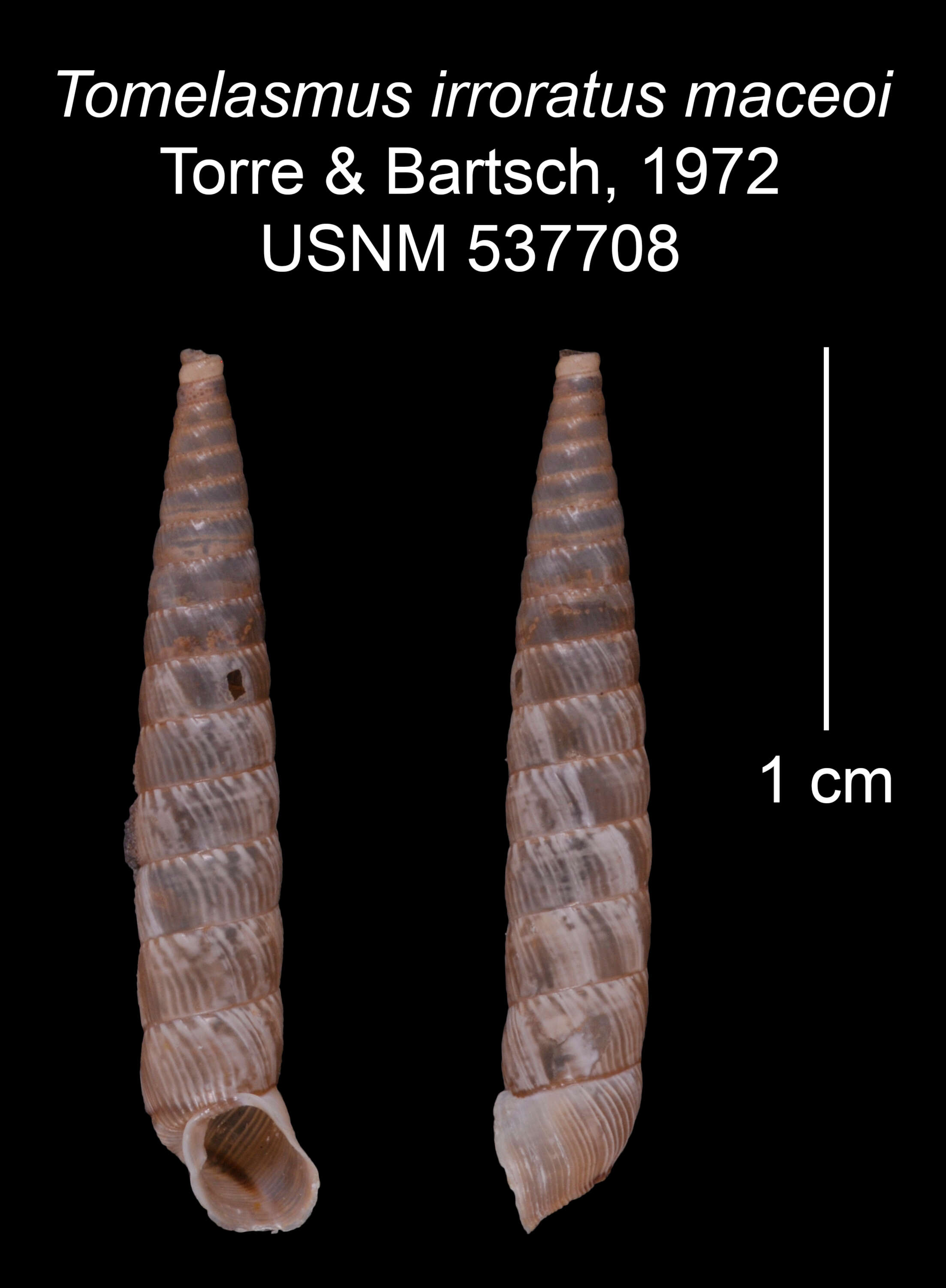 Image of Tomelasmus irroratus maceoi C. Torre & Bartsch 1972