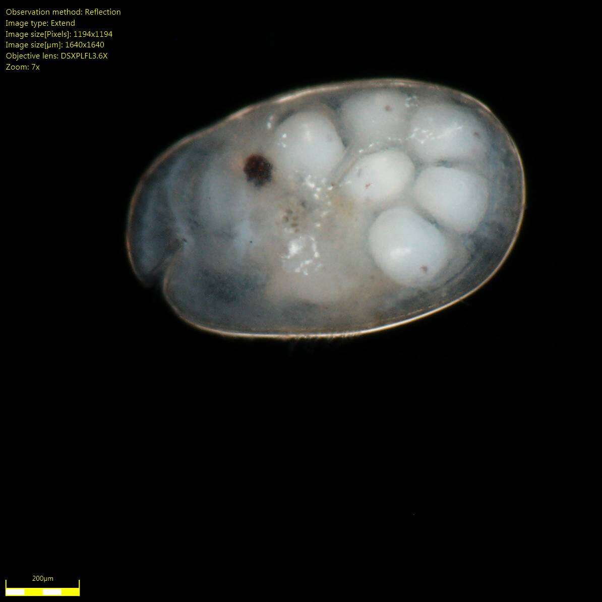 Image of Ostracoda