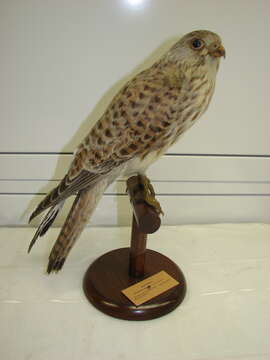 Image of kestrel, common kestrel