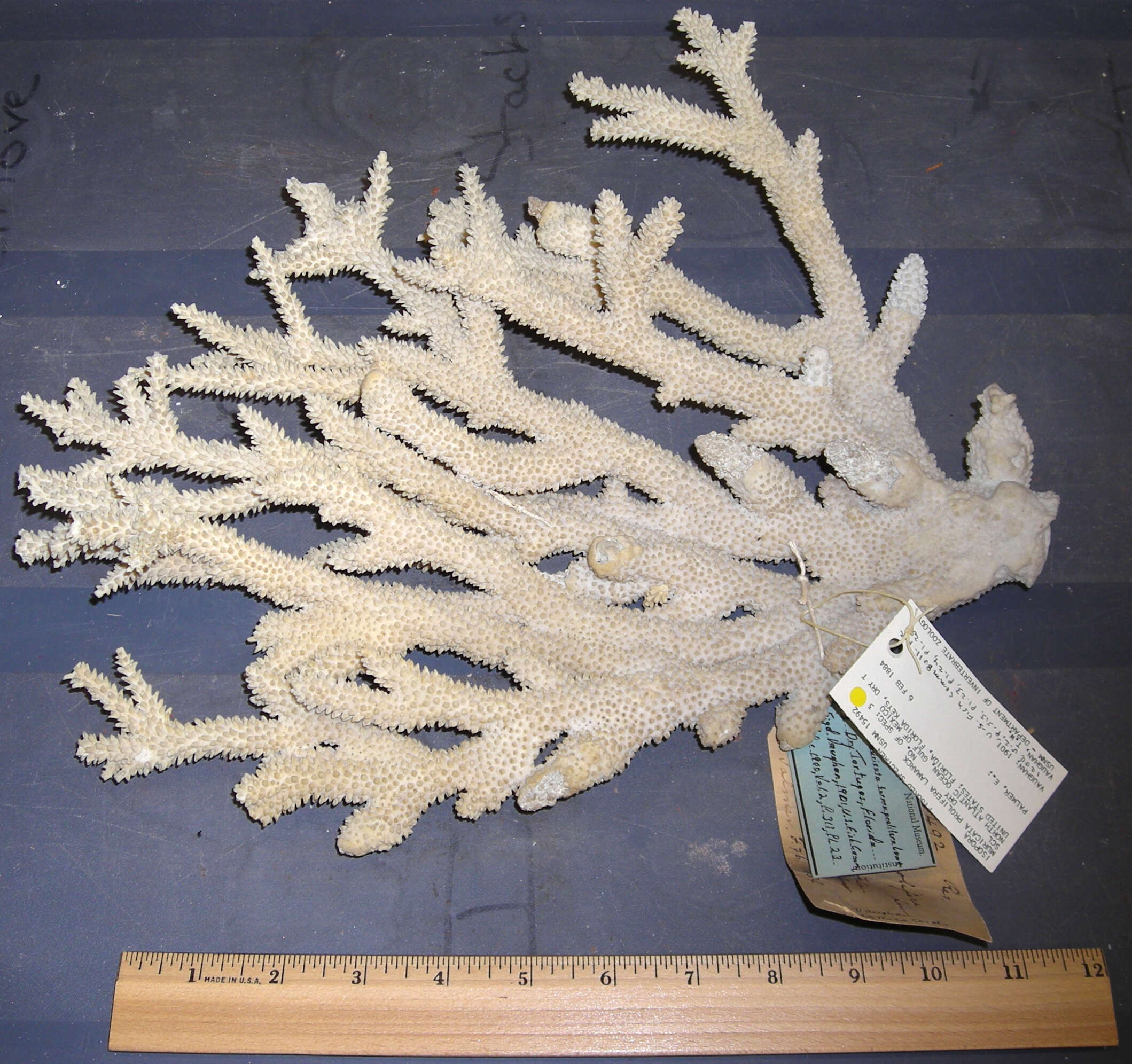 Image of Eight-ray finger coral