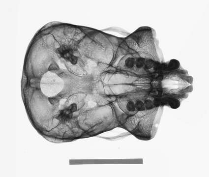 Image de Hylobates lar entelloides I. Geoffroy Saint-Hilaire 1842