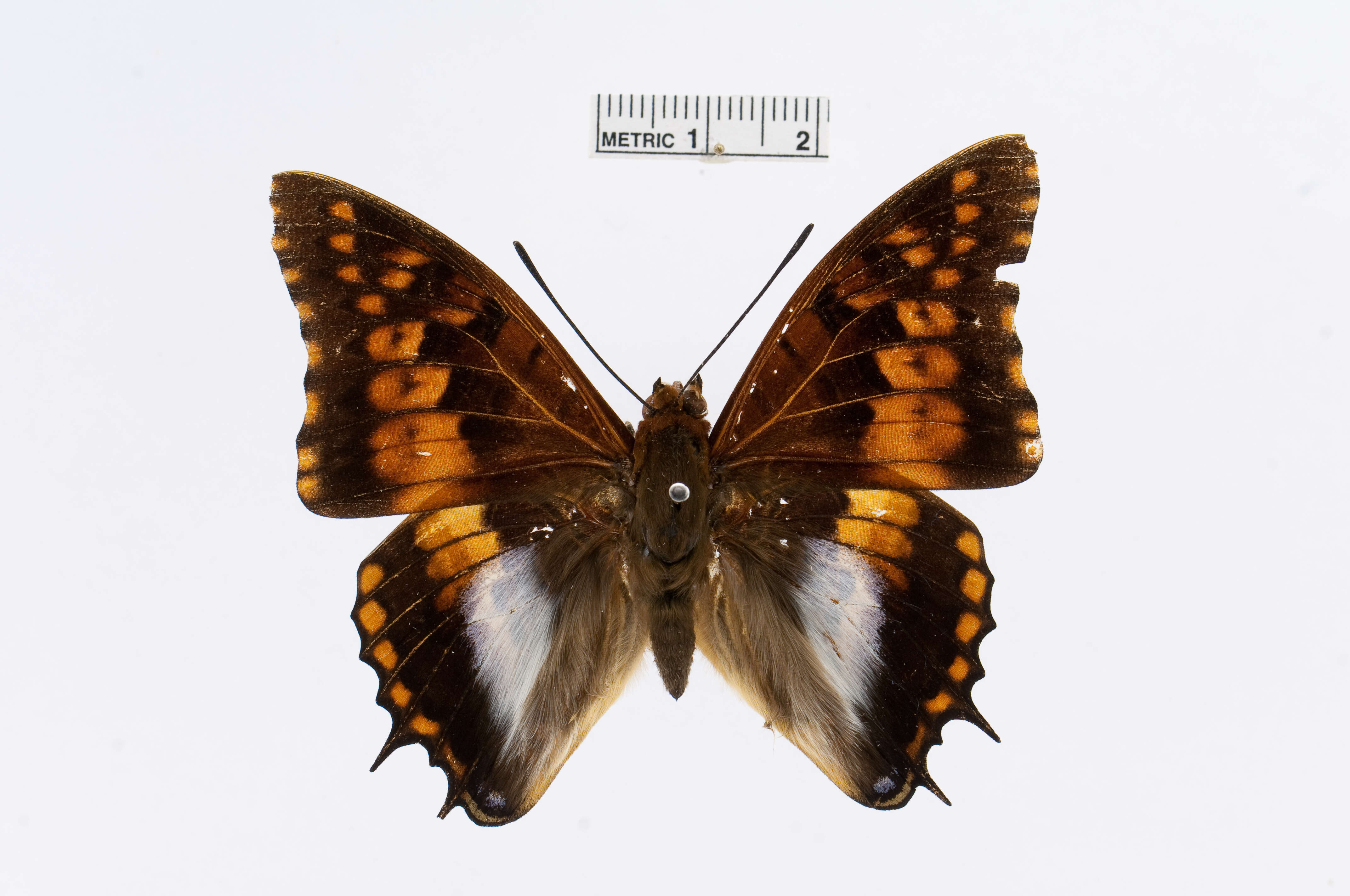 Image of Charaxes ansorgei Rothschild 1897