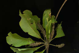 Image of Terminalia macrostachya (Standl.) Alwan & Stace