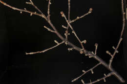 Image of Bursera schlechtendalii Engl.