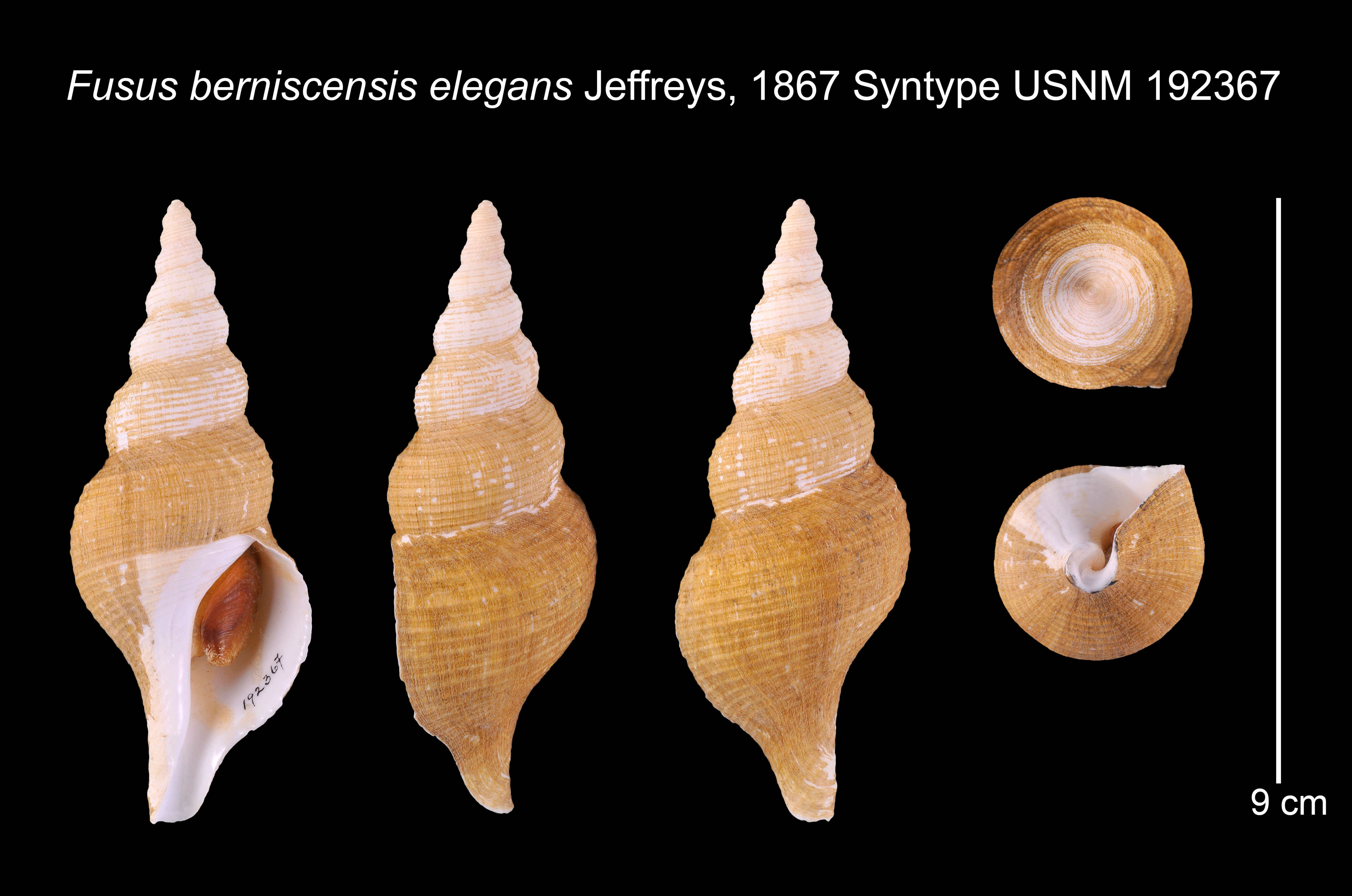Image of Fusus berniciensis var. elegans Jeffreys 1867
