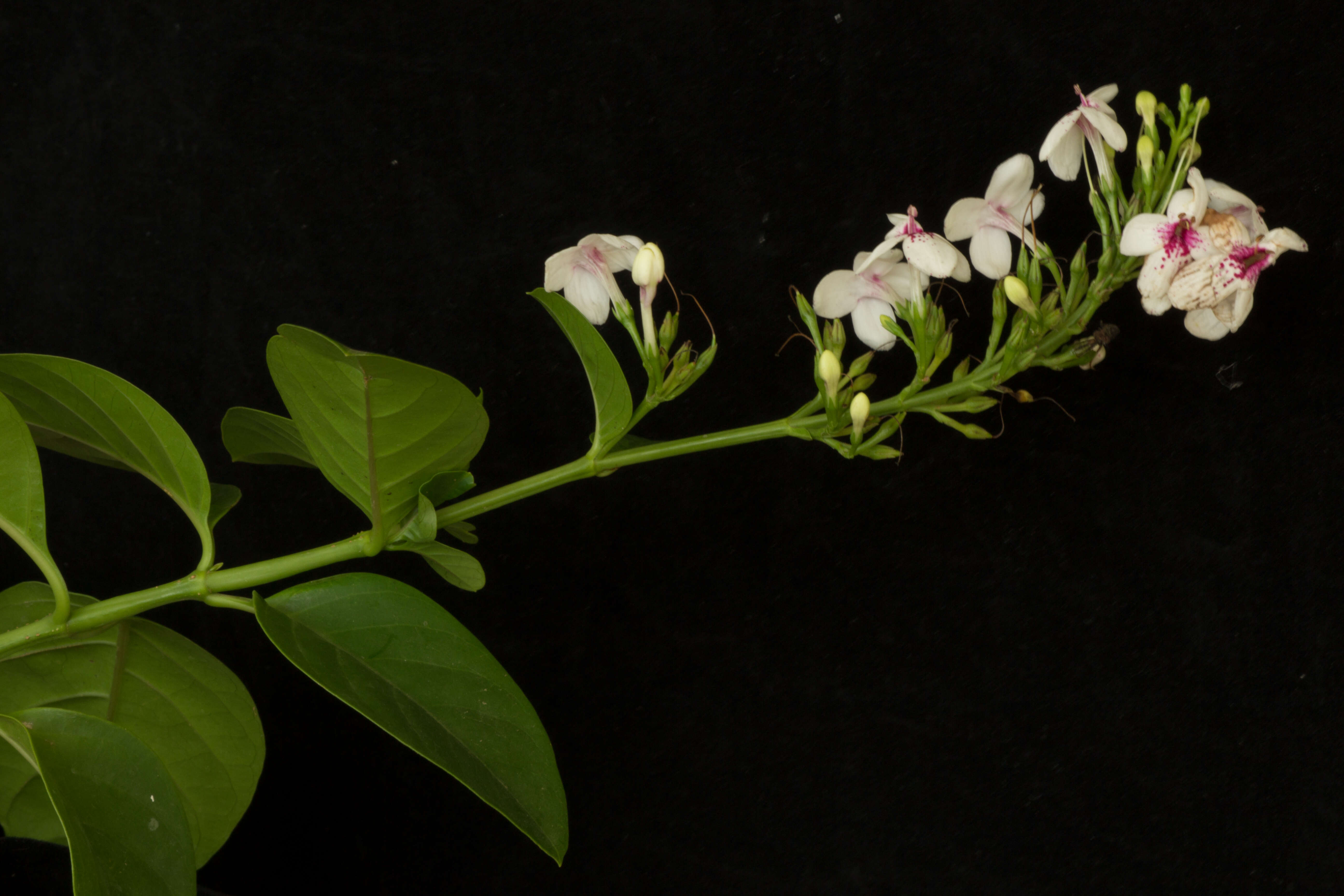 Pseuderanthemum carruthersii (Seem.) Guill. resmi