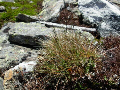 Image de Festuca vivipara (L.) Sm.