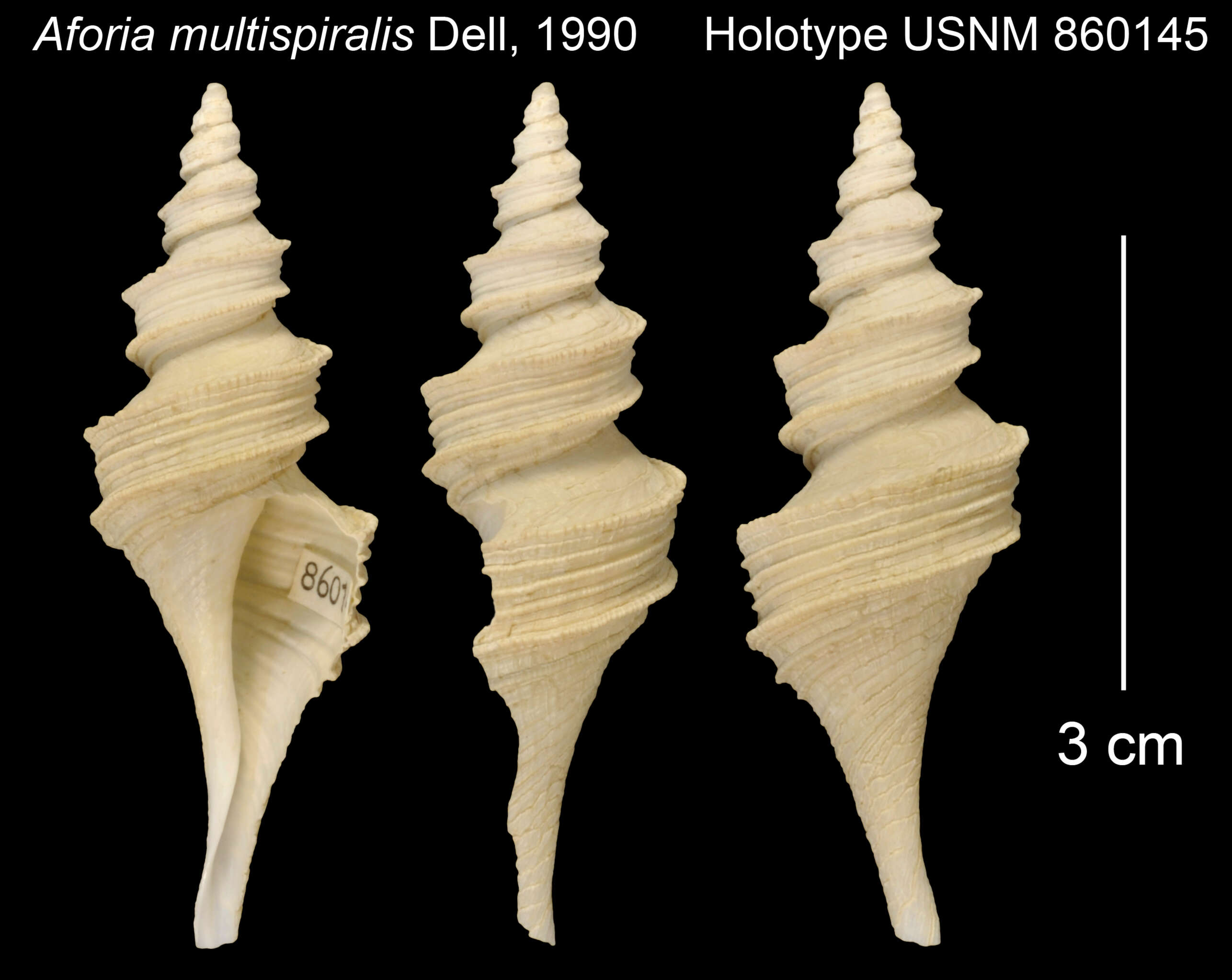 Plancia ëd Aforia multispiralis Dell 1990