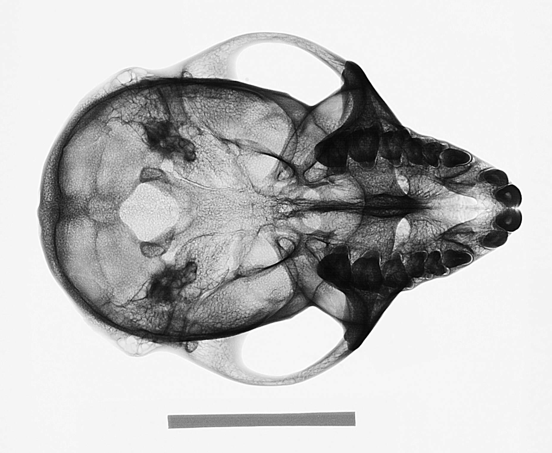 Image of Macaca fascicularis aureus I. Geoffroy Saint-Hilaire 1831