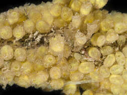 Image of Creeping ascidian