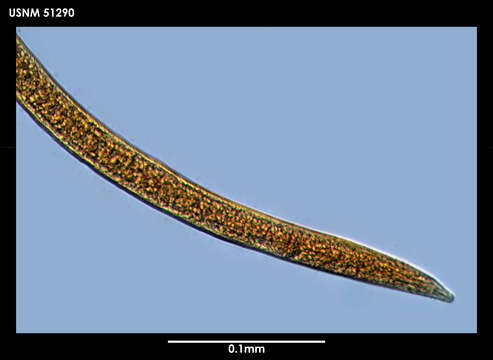 Image of Cinctonema polare (Cobb 1914) Timm 1978
