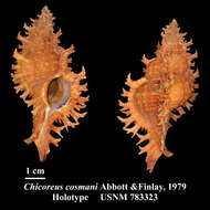 Image of Chicoreus cosmani Abbott & C. J. Finlay 1979