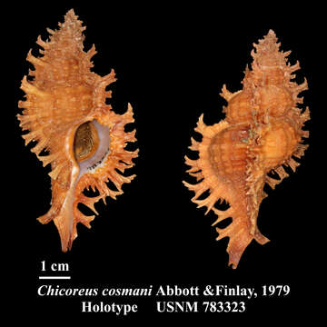 Image of Chicoreus cosmani Abbott & C. J. Finlay 1979