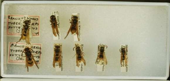 Sivun Ancistrocerus tuberculocephalus sutterianus de Saussure 1875 kuva