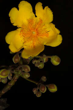 Imagem de Cochlospermum vitifolium (Willd.) Spreng.