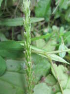 Image of blackseed plantain