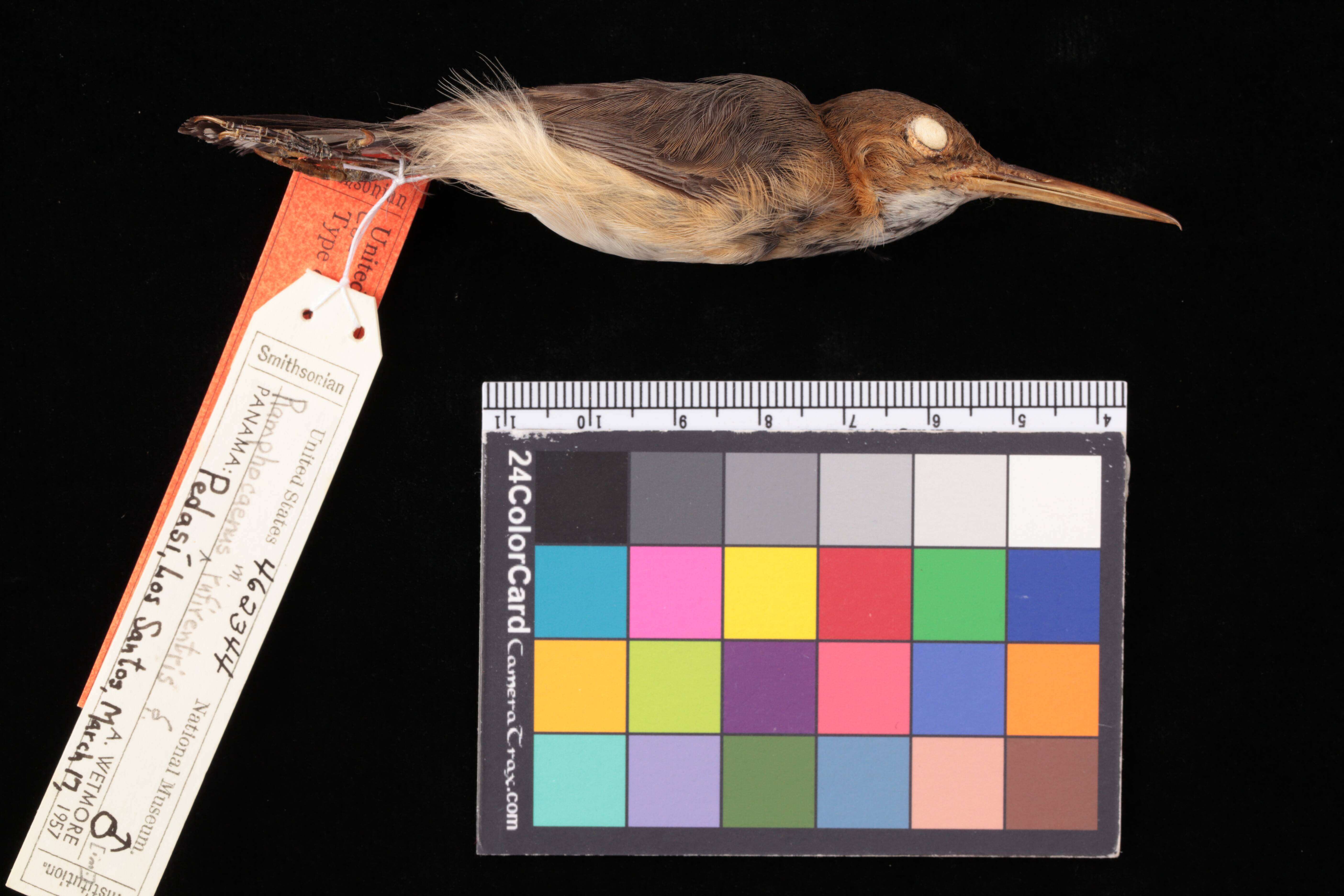 Image de Ramphocaenus melanurus panamensis Phillips & AR 1991