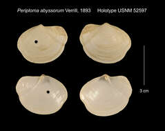 Image of Periploma abyssorum Verrill 1893