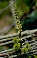 Слика од Paullinia hystrix Radlk.